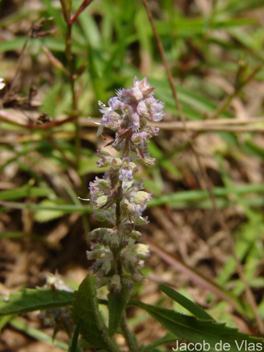 Platostoma menthoides (L.) A.J.Paton